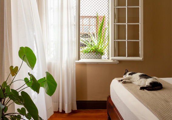 quarto com parede bege e janela branca com cortina, cama com lençol branco com gato em cima e vaso com planta representando tinta fosca ou acetinada
