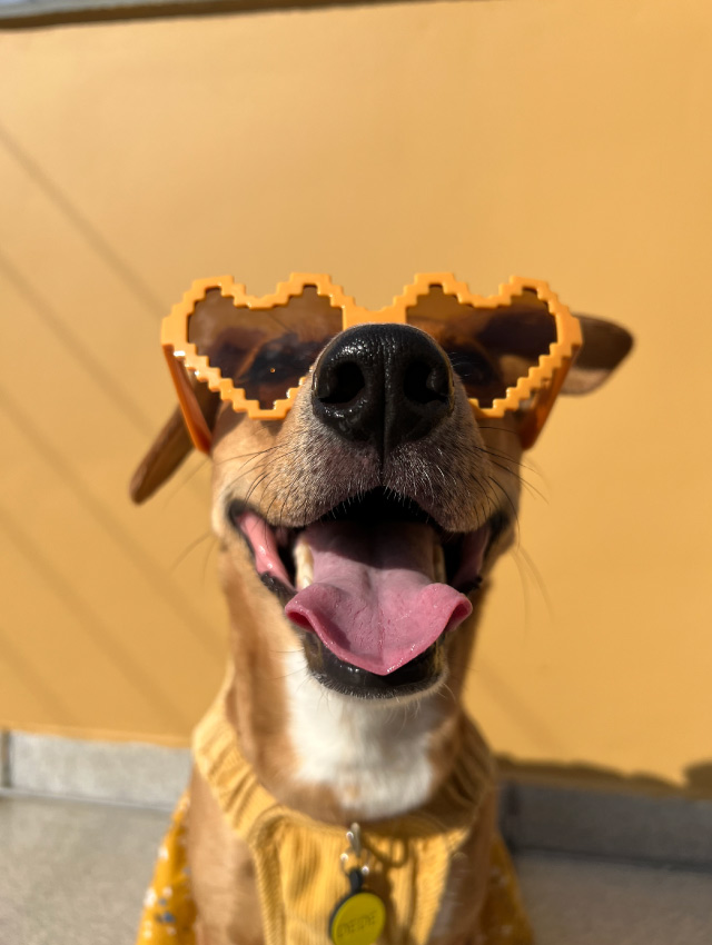 Cachorro vira-lata caramelo no lançamento da cor Vira-lata Caramelo